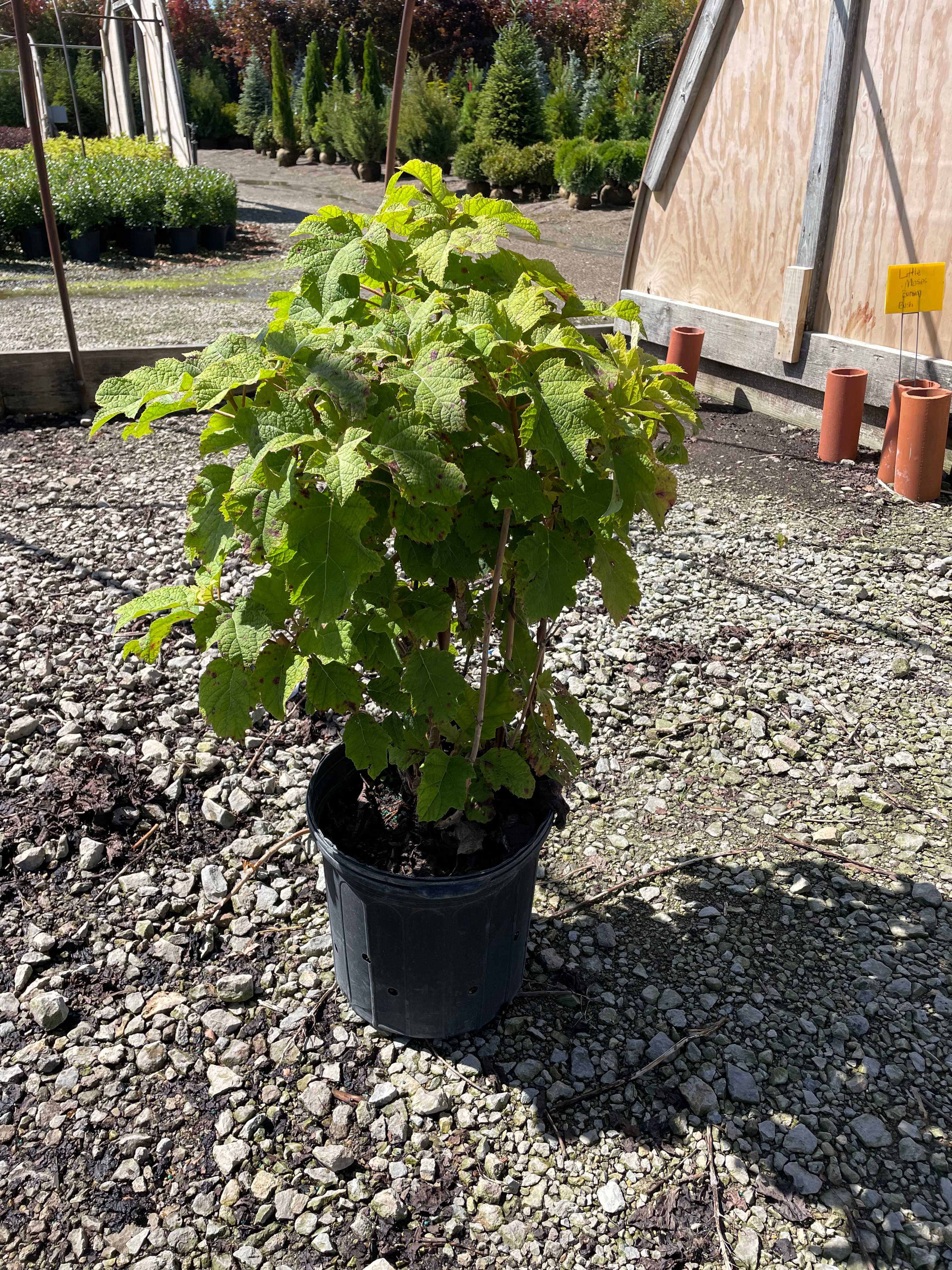 HYDRANGEA quercifolia 'SIKE'S DWARF OAKLEAF HYD