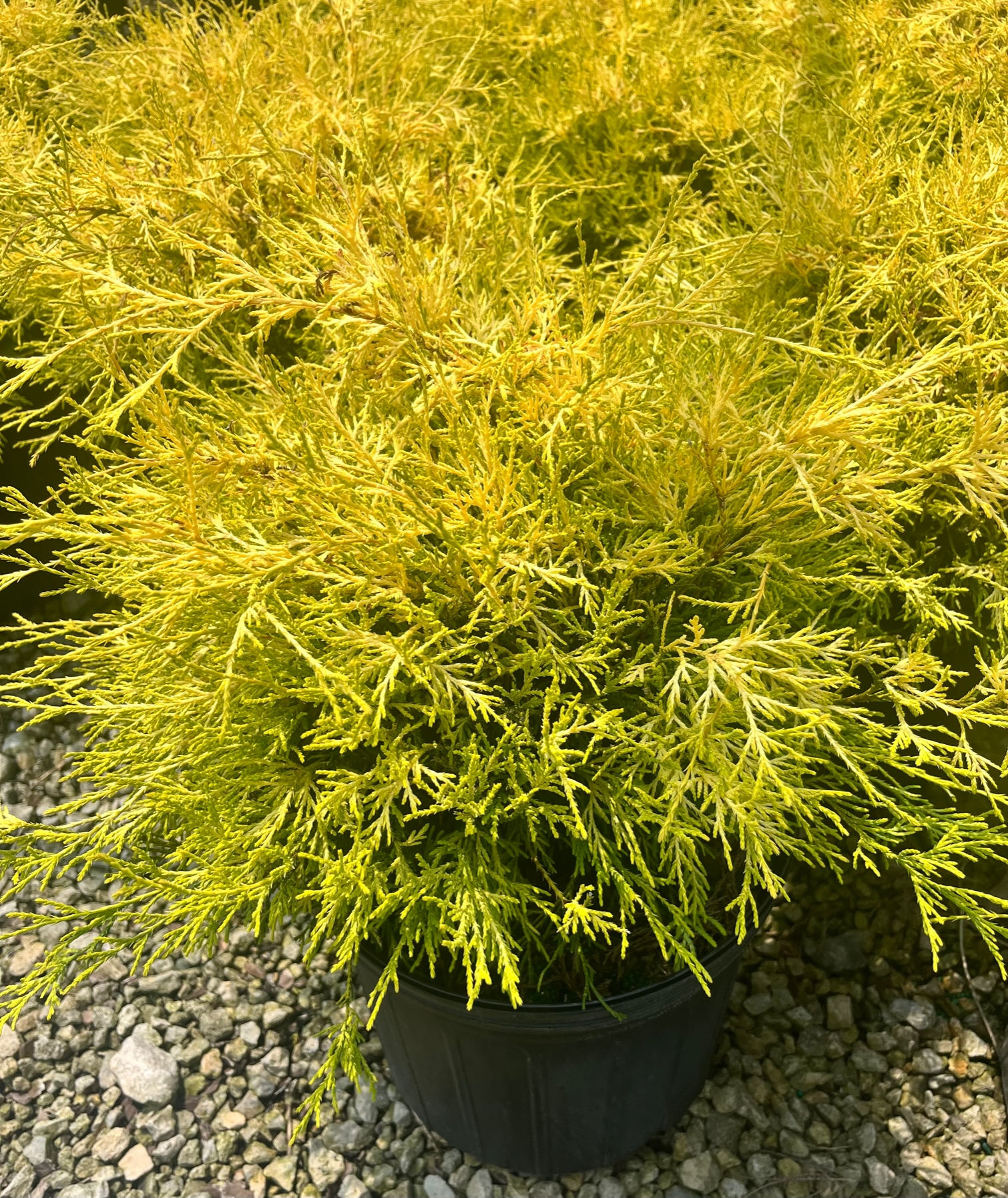 CHAMAECYPARIS p. 'F.A.N.' MOPS CYPRESS