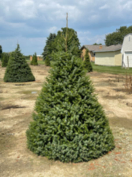 Picea omorika Serbian Spruce