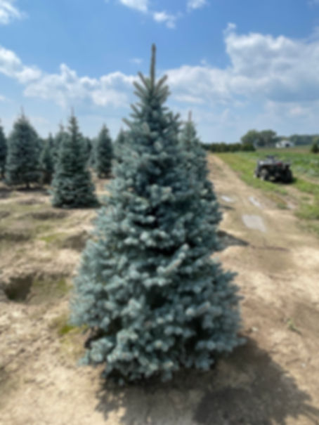 Picea pungens 'Baby Blue Eyes' Baby Blue Eyes Colorado Spruce