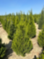 Juniperus virginiana var. silicicola 'Brodie' Eastern Red Cedar