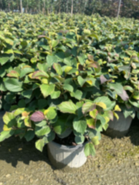 FOTHERGILLA gardenii DWARF FOTHERGILLA