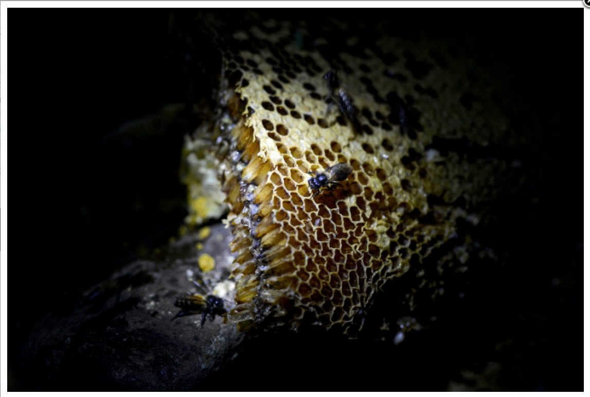 beehive .gif