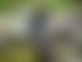 【秋】イワナ成魚分散放流