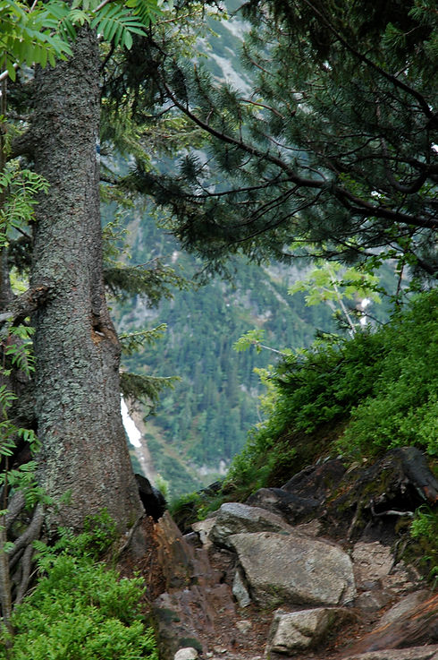 Counselling & Psychotherapy Chester - A path through the trees