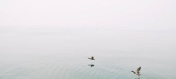 Ducks Over the Lake