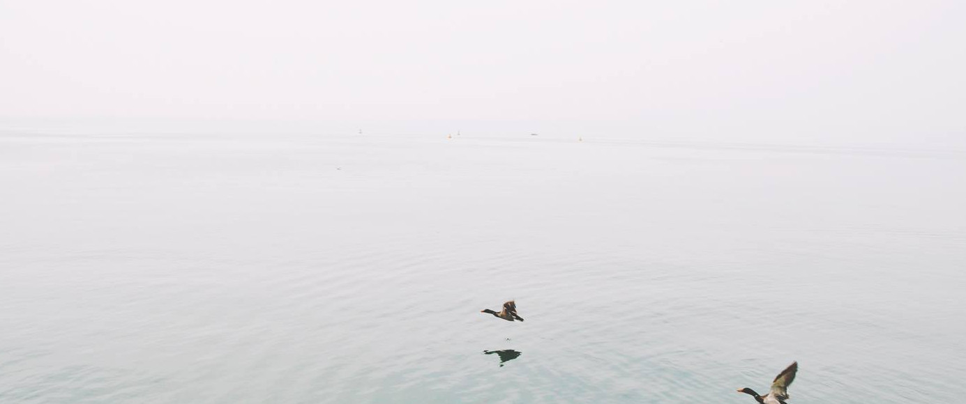 Enten über den See