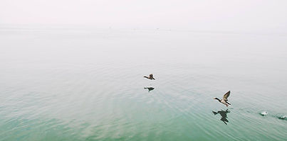 Ducks Over the Lake