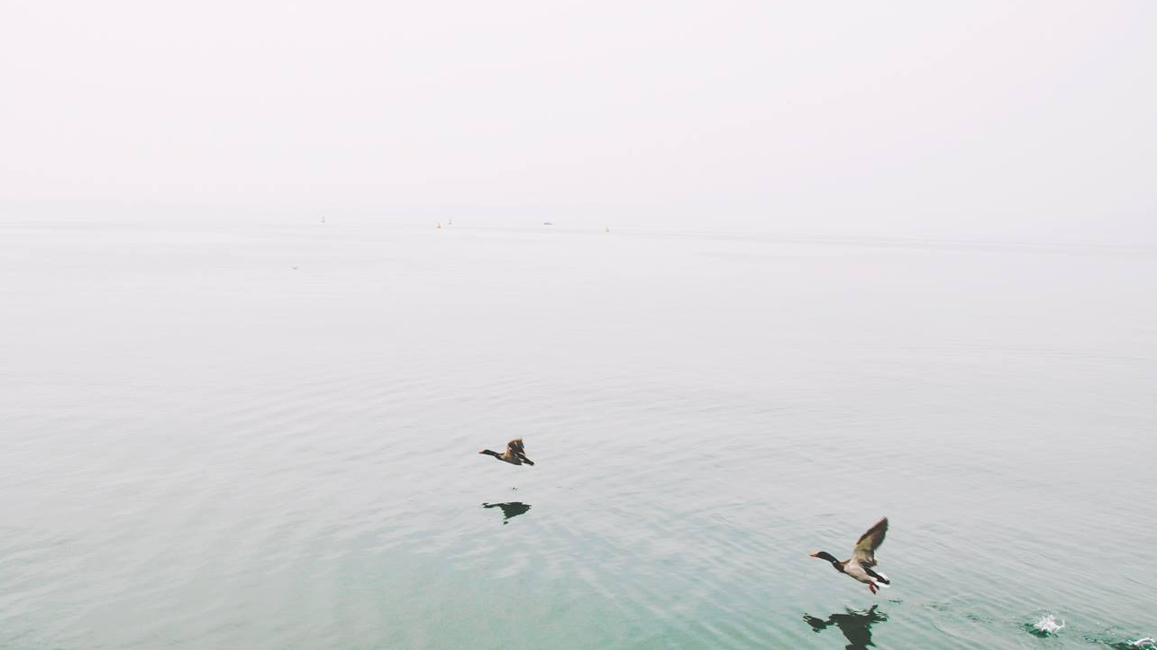 鴨子在湖