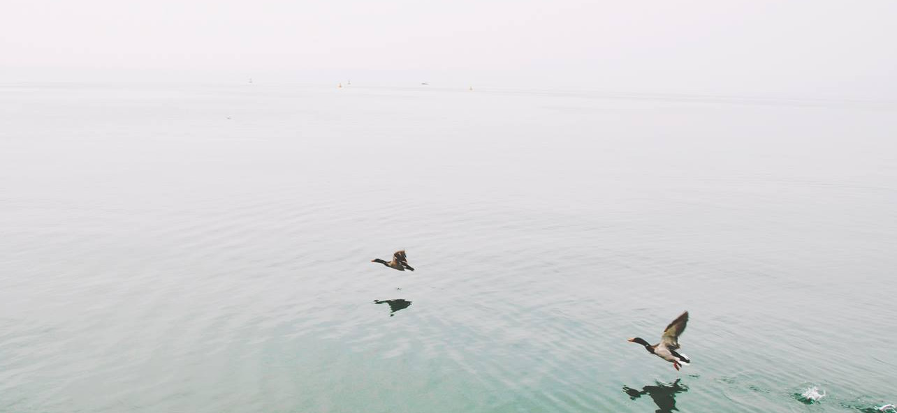 鴨子在湖