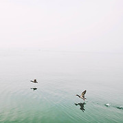 Ducks Over the Lake