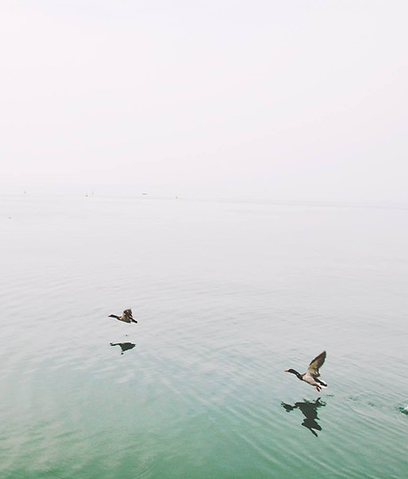 Ducks Over the Lake