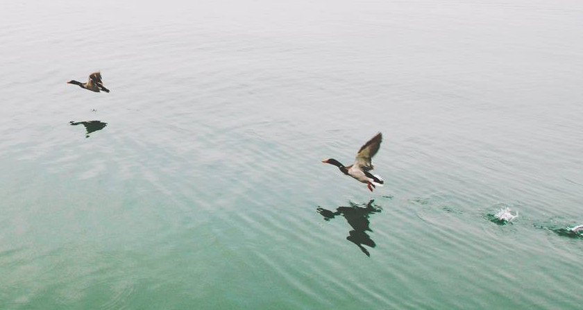Ducks Over the Lake