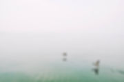 Enten über den See