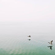 Ducks Over the Lake