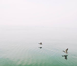 Ducks Over the Lake