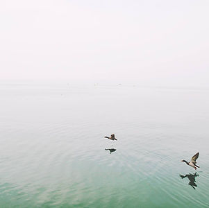 Ducks Over the Lake