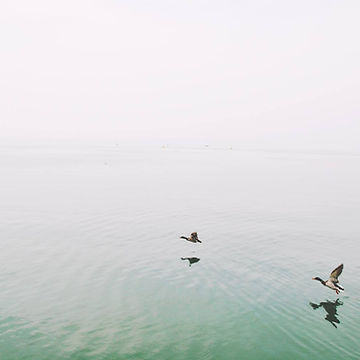 Ducks Over the Lake