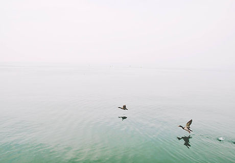 Ducks Over the Lake