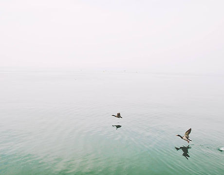 Ducks Over the Lake