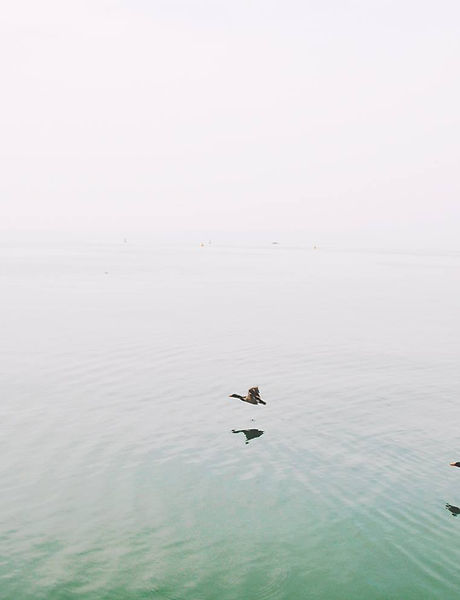 Ducks Over the Lake