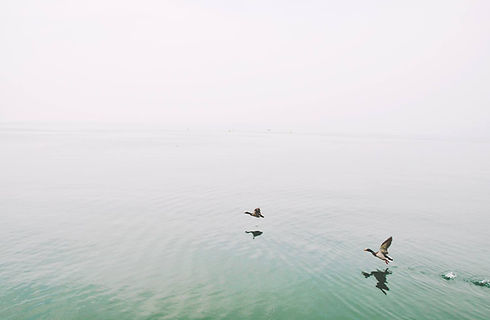 Ducks Over the Lake