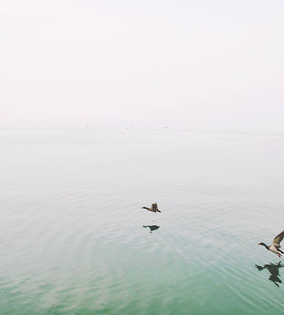 Ducks Over the Lake