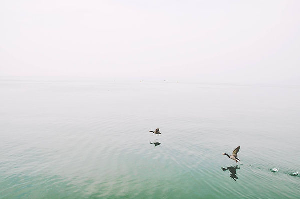 Enten über den See