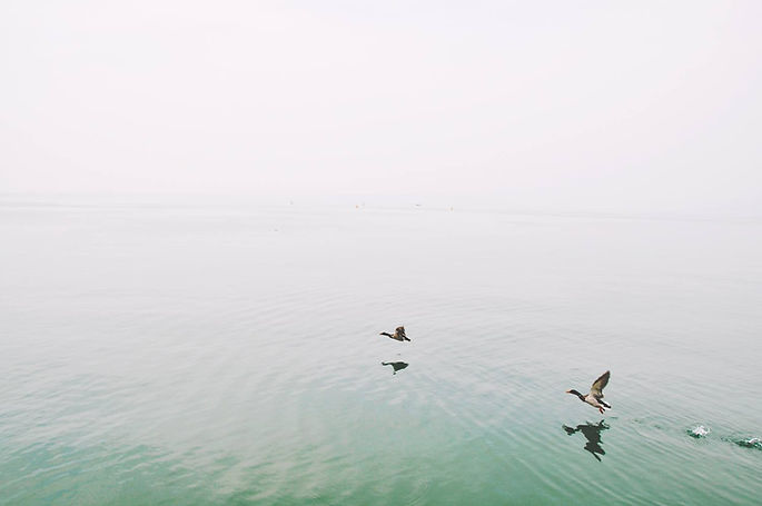 Ducks Over the Lake