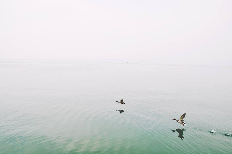 Ducks Over the Lake