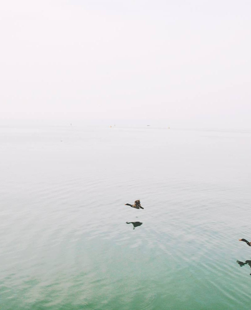 Ducks Over the Lake