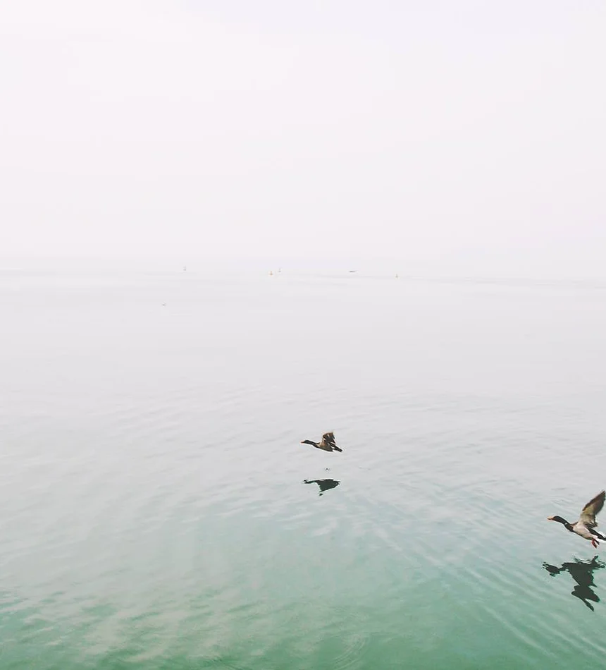 Ducks Over the Lake