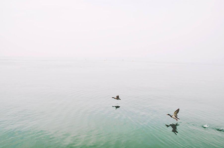 Ducks Over the Lake