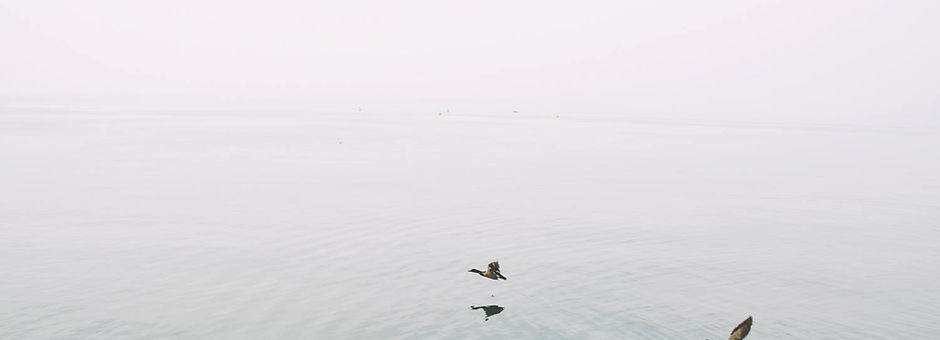 Ducks Over the Lake