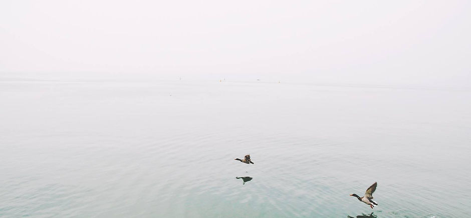 Ducks Over the Lake