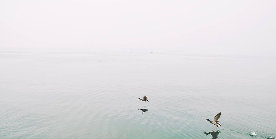 Ducks Over the Lake