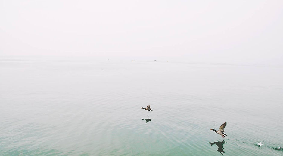 Ducks Over the Lake