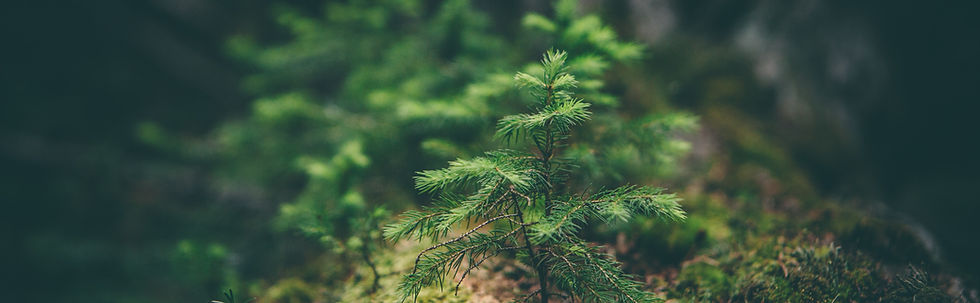 matthew-smith-Rfflri94rs8-unsplash.jpg