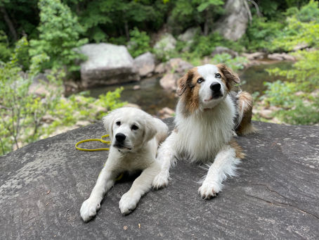 Unlocking the Secrets of Dog Care and Training