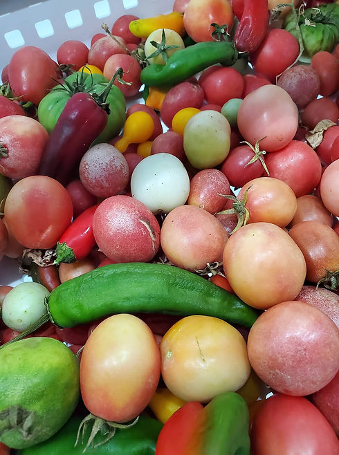 FBTomatoes.jpg