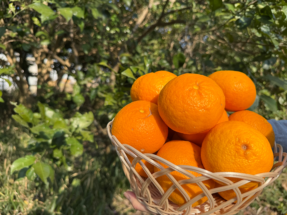🍊この実なんの実?気になる実!🍊