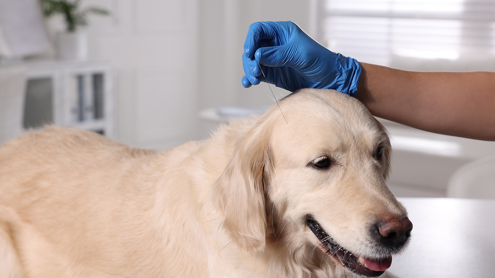 How You Can Help.png