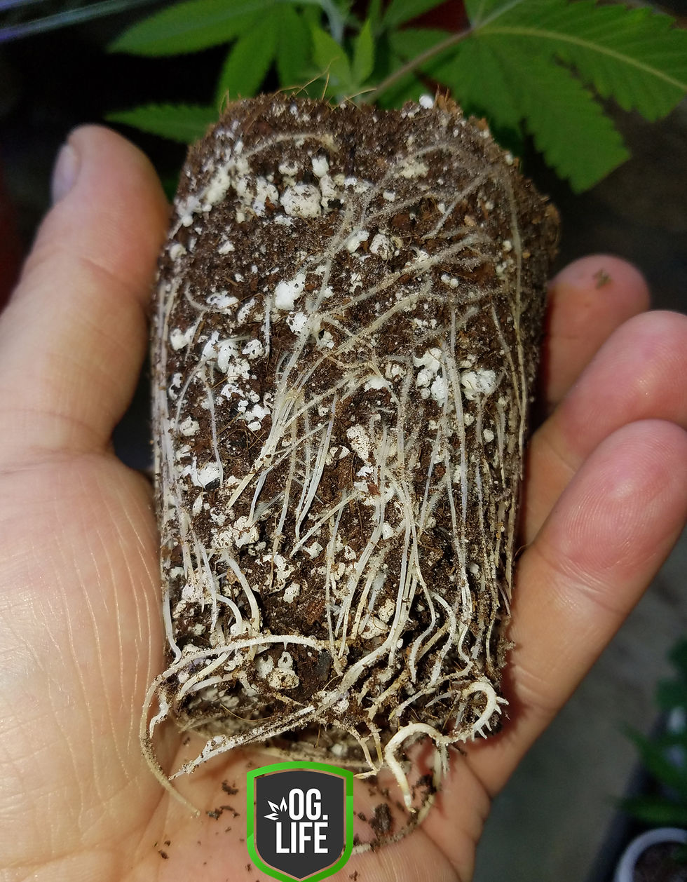 Thumbnail: Mendo OG (Plants)