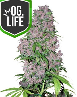 Critical-Auto-Purple-seeds-autoflower-to