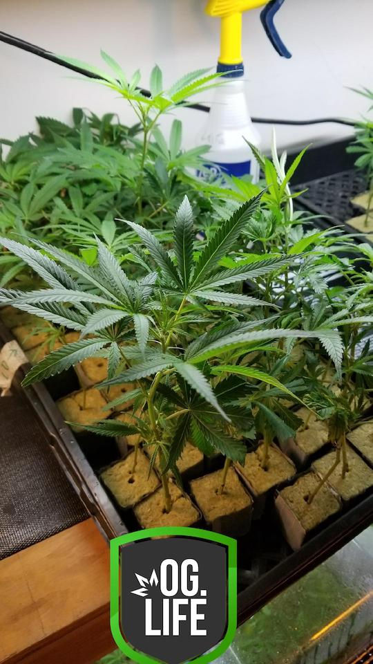 Thumbnail: Sunset Sherbet (Cherry Pie) (Plants)