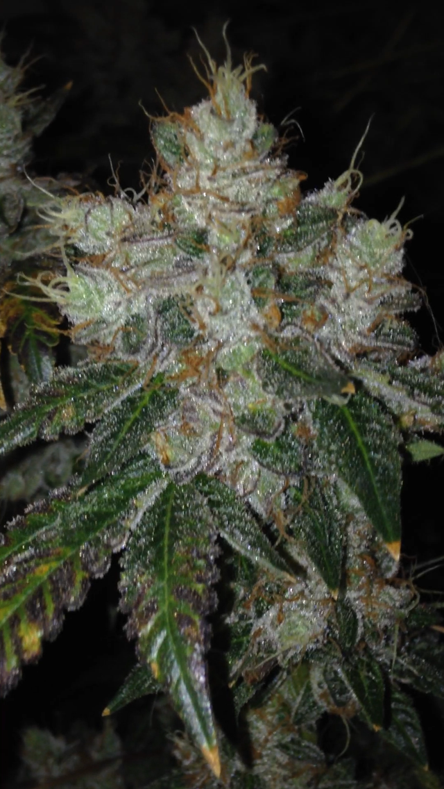Thumbnail: Girl Scout Cookies (Thin Mint Cut) (Plants)