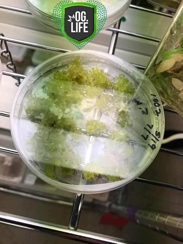 Thumbnail: Genotype Tissue Culture 3D Printer