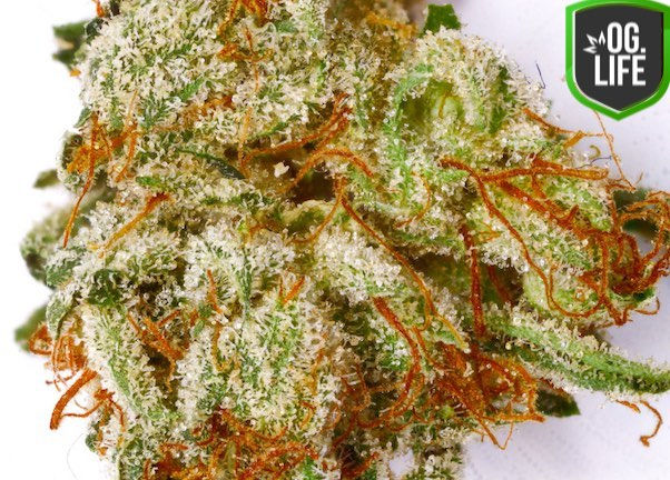 Thumbnail: Fire OG (Plants)