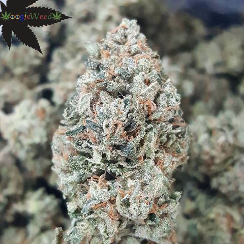 Thumbnail: Slimer OG (Plants)