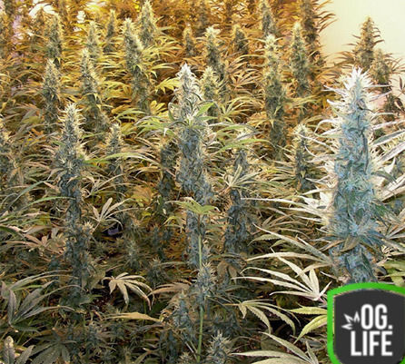Thumbnail: Skunk #1 (Plants)
